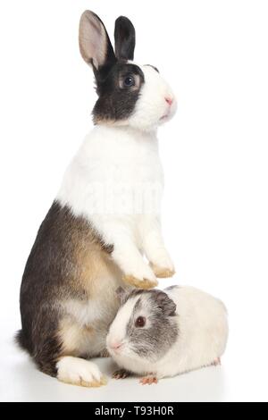Netherland Dwarf e liscia con capelli cavia Foto Stock