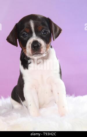 Dansk Svensk Gaardshund cucciolo Foto Stock