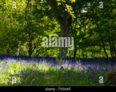 Primavera delizia con colorati Bluebells in legno Flakebridge vicino a Appleby in Cumbria Foto Stock