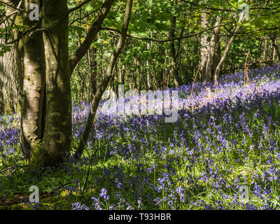 Primavera delizia con colorati Bluebells in legno Flakebridge vicino a Appleby in Cumbria Foto Stock