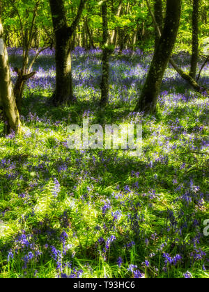 Primavera delizia con colorati Bluebells in legno Flakebridge vicino a Appleby in Cumbria Foto Stock