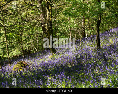 Primavera delizia con colorati Bluebells in legno Flakebridge vicino a Appleby in Cumbria Foto Stock