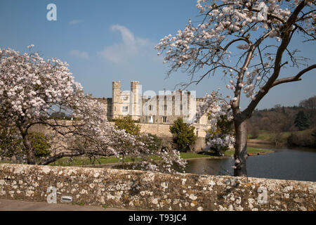 Blossom e fossato Castello di Leeds maidstone kent england Foto Stock