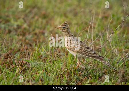 Allodola eurasiatica (Alauda arvense). Polesie. L'Ucraina Foto Stock