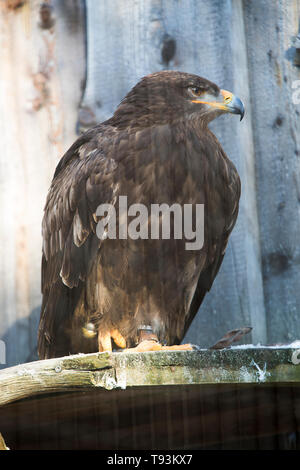 Steppa eagle (Aquila nipalensis) seduti su un tronco di albero in presenza di luce solare Foto Stock
