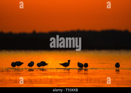 Sagome di uccelli a sunrise. A testa nera (gabbiano Chroicocephalus ridibundus). Polesie. L'Ucraina Foto Stock