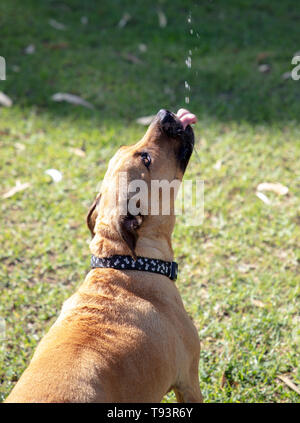 Assetato marrone Staffordshire bull terrier e blu razza cane Heeler, cattura un gocciolamento di acqua in un pomeriggio di sole a maggio Foto Stock