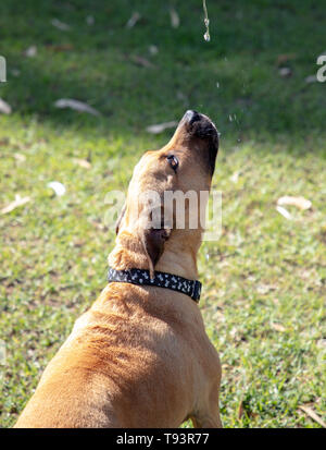 Assetato marrone Staffordshire bull terrier e blu razza cane Heeler, cattura un gocciolamento di acqua in un pomeriggio di sole a maggio Foto Stock