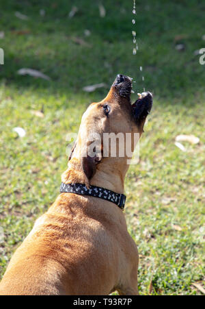 Assetato marrone Staffordshire bull terrier e blu razza cane Heeler, cattura un gocciolamento di acqua in un pomeriggio di sole a maggio Foto Stock