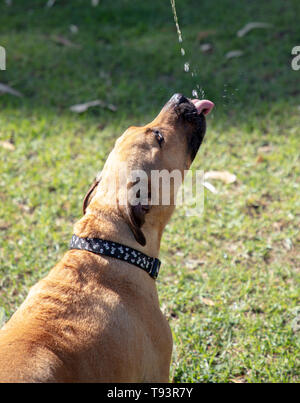 Assetato marrone Staffordshire bull terrier e blu razza cane Heeler, cattura un gocciolamento di acqua in un pomeriggio di sole a maggio Foto Stock