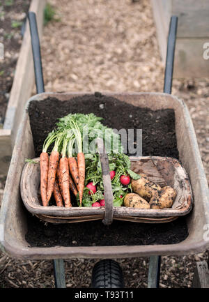 Appena raccolto ravanelli, le carote e le patate in un orto comunitario a Bristol REGNO UNITO Foto Stock