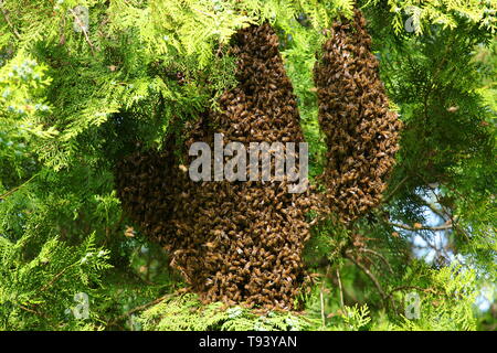 Api mellifere sciamare su albero Foto Stock