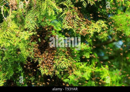 Api mellifere sciamare su albero Foto Stock