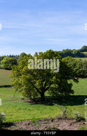 Panta Farm home a Brooke di Wye Valley azienda lattiero-casearia nella valle del Wye, Galles. Jersey latte è utilizzato per il formaggio e gelato. Foto Stock