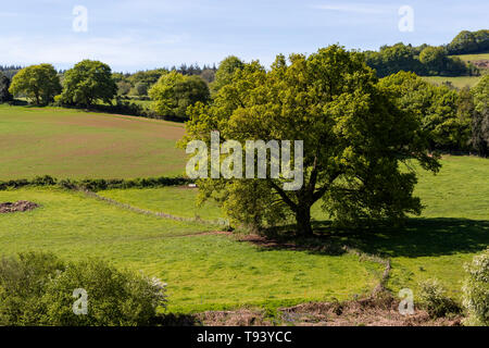 Panta Farm home a Brooke di Wye Valley azienda lattiero-casearia nella valle del Wye, Galles. Jersey latte è utilizzato per il formaggio e gelato. Foto Stock