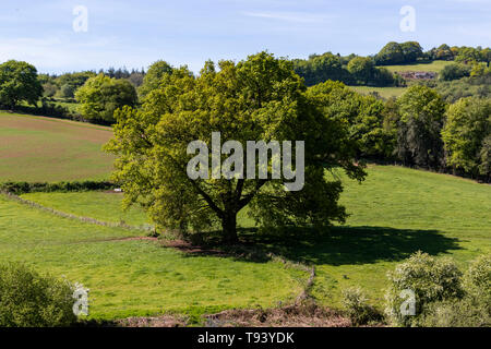 Panta Farm home a Brooke di Wye Valley azienda lattiero-casearia nella valle del Wye, Galles. Jersey latte è utilizzato per il formaggio e gelato. Foto Stock