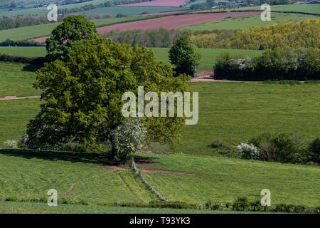 Panta Farm home a Brooke di Wye Valley azienda lattiero-casearia nella valle del Wye, Galles. Jersey latte è utilizzato per il formaggio e gelato. Foto Stock