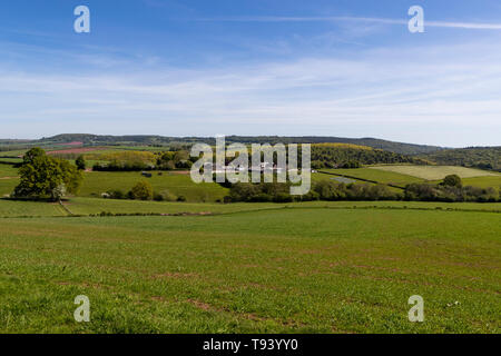 Panta Farm home a Brooke di Wye Valley azienda lattiero-casearia nella valle del Wye, Galles. Jersey latte è utilizzato per il formaggio e gelato. Foto Stock