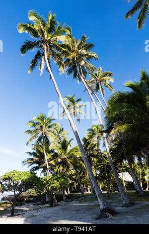 Cocunut palme con colori vibranti e cielo azzurro come sfondo Foto Stock