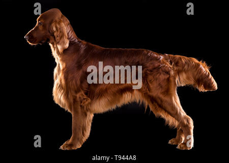 Setter cane isolato su sfondo nero in studio , Ritratto di bello cane su sfondo nero in studio Foto Stock