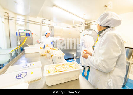 Per la fabbricazione dei gelati in corrispondenza di Brooke di Wye Valley azienda lattiero-casearia nella valle del Wye, Galles. Jersey latte è utilizzato per il formaggio e gelato. Foto Stock