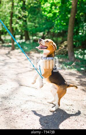 Bigle come cane nodoso su blu guinzaglio jumping per ottenere ricompensa - dolce bocconcino. Foto Stock