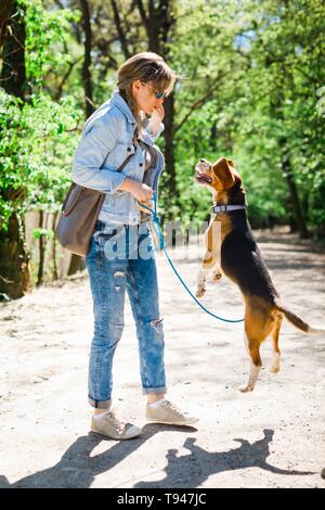 Bigle come cane al guinzaglio jumping per ottenere ricompensa, dolce bocconcino da donna - esercizio pet su strada forestale Foto Stock