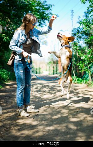 Bigle come cane al guinzaglio jumping per ottenere ricompensa - dolce bocconcino. Donna in jeans esercizio pet da forrest road. Foto Stock