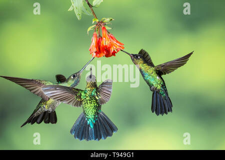 Fiery-throated hummingbird tre individui in volo, alimentando il nettare dei fiori, il Costa Rica Foto Stock