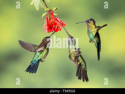 Fiery-throated hummingbird tre individui in volo, alimentando il nettare dei fiori, il Costa Rica Foto Stock