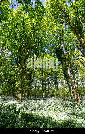 Fioritura di aglio selvatico, Allium ursinum, noto anche come ramsons, cresce in boschi di caducifoglie in una giornata di sole nel maggio nei pressi del villaggio di Silverdale in L Foto Stock