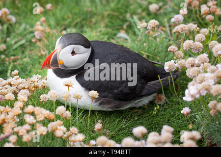 L'adorabile volatili puffini fotografati a Sumburgh in testa le isole Shetland, al nord della Scozia, Regno Unito. Foto Stock