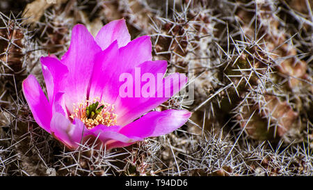 Close up Echinocereus cactus magenta fiore luminoso, California Foto Stock