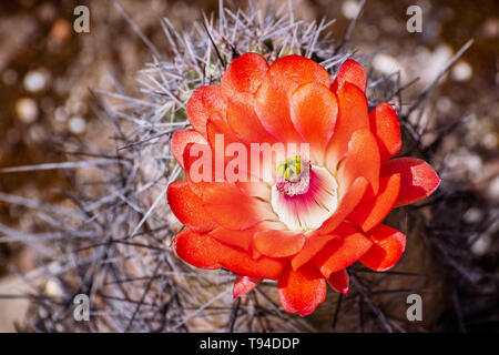 Claret Cup (Echinocereus triglochidiatus) fiore di cactus, California Foto Stock