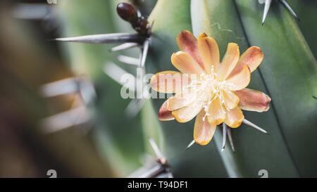 Close up di Mirtillo Cactus (Myrtillocactus Geometrizans) cremoso fiore bianco; questa specie di cactus è nativo a centrale e nord del Messico, dove è c Foto Stock