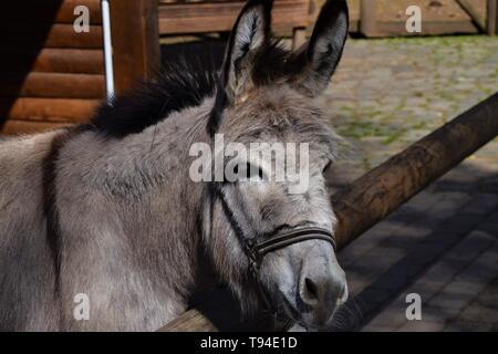 Grigio asino nel fienile ritratto closeup Foto Stock