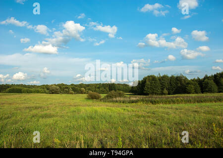 Un selvaggio grande prato verde di fronte alla foresta e nuvole su un cielo blu Foto Stock