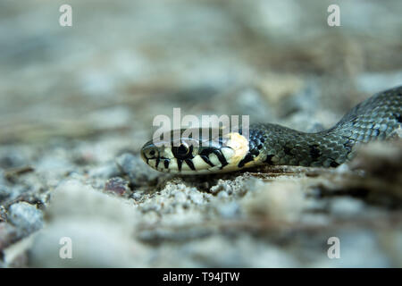 Biscia strisciando sul terreno - close-up Foto Stock