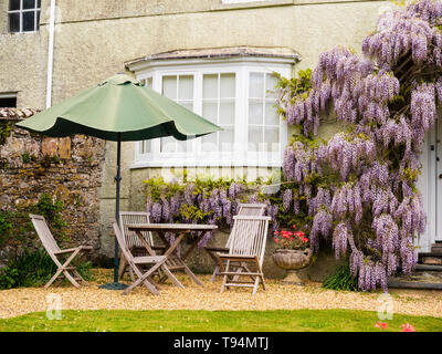 Il Glicine floribunda sulla facciata è complementare al fresco della sala da pranzo di una casa per le vacanze a Mothecombe, South Devon, Regno Unito Foto Stock