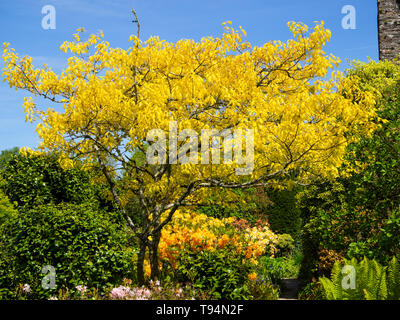Il fogliame di colore giallo di Quercus rubra 'aurea' domina una vista in il giardino murato al Garden House, Buckland Monachorum, Devon Foto Stock