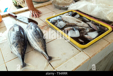 Tonno fresco sul mercato del pesce Foto Stock