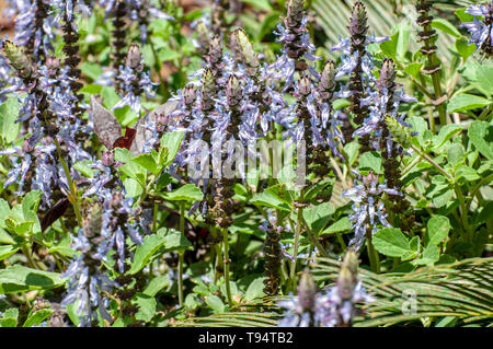 Astice blu fiore Plectranthus neochilus (aragosta bush, volare Bush o Bush di zanzara) è un perenne la copertura del terreno con molto profumato, parzialmente scal Foto Stock