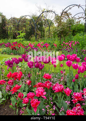 Chenies Manor House Sunken garden nel maggio con vivaci tulip varietà. Rosa, Viola in righe dall'archway trellis con fresco verde erba sentieri. Foto Stock