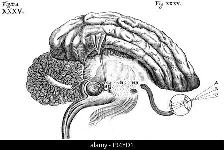 Diagramma storico del cervello, che mostra il processo di vista, da rene Descartes. Il sistema nervoso, 1662. Foto Stock