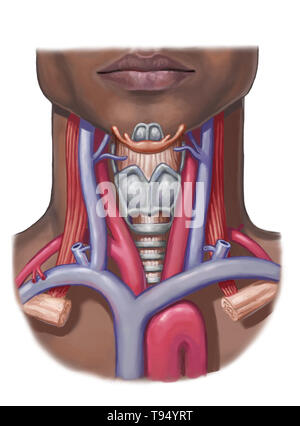 Anatomia del collo, illustrazione. Foto Stock