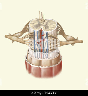 Il midollo spinale è formato da una corda di tessuto nervoso più di 16 pollici (40 cm) in lunghezza situato nel canale vertebrale, all'interno della colonna vertebrale. Esso spazia dal bulbo spinale alla seconda vertebra lombare ed è esteso da un insieme di fibre nervose, la cauda equina. Composto da motore e neuroni sensoriali, midollo spinale garantisce la trasmissione di messaggi tra i nervi spinali e il cervello, oltre ad essere un centro di riflesso. Foto Stock