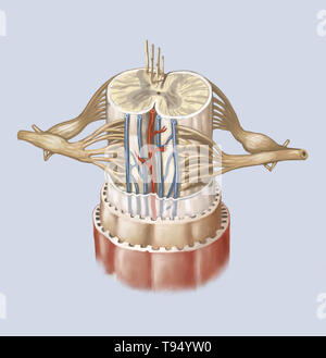 Il midollo spinale è formato da una corda di tessuto nervoso più di 16 pollici (40 cm) in lunghezza situato nel canale vertebrale, all'interno della colonna vertebrale. Esso spazia dal bulbo spinale alla seconda vertebra lombare ed è esteso da un insieme di fibre nervose, la cauda equina. Composto da motore e neuroni sensoriali, midollo spinale garantisce la trasmissione di messaggi tra i nervi spinali e il cervello, oltre ad essere un centro di riflesso. Foto Stock