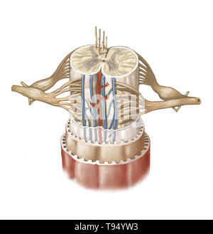 Il midollo spinale è formato da una corda di tessuto nervoso più di 16 pollici (40 cm) in lunghezza situato nel canale vertebrale, all'interno della colonna vertebrale. Esso spazia dal bulbo spinale alla seconda vertebra lombare ed è esteso da un insieme di fibre nervose, la cauda equina. Composto da motore e neuroni sensoriali, midollo spinale garantisce la trasmissione di messaggi tra i nervi spinali e il cervello, oltre ad essere un centro di riflesso. Foto Stock