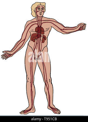 Il sistema vascolare come descritto da Diogene di Apollonia, circa 400 BC leggermente modificato da E. Krause: 'Diogenes Von Apollonia' (Posen: 1909). Diogene di Apollonia (425 BC) era un antico filosofo greco. Diogene creduto all'aria di essere una fonte di ogni essere e di tutte le altre sostanze che ne derivano dalla condensazione e rarefazione. Egli ha asserito che l'aria, la forza primordiale, era intelligente. Foto Stock