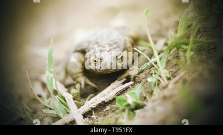 Un giallo-eyed toad imbrattato di fango si siede sul terreno bagnato tra l'erba verde in una giornata di sole. Foto Stock
